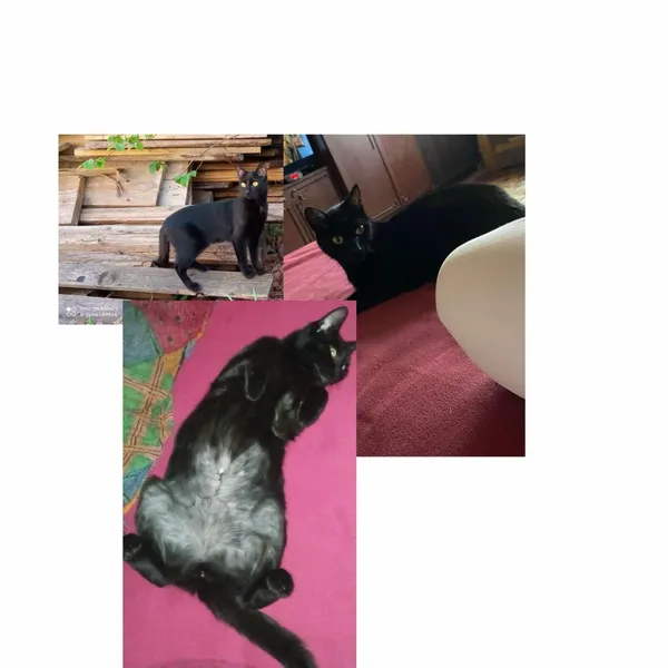 Zaginął kot, Łódź, 31 stycznia 2025