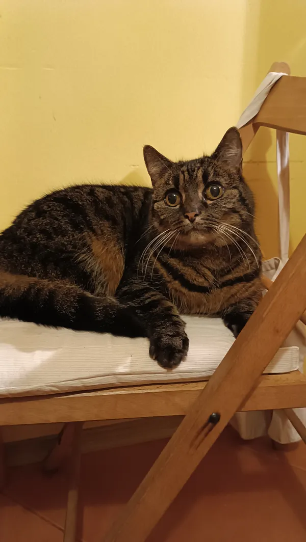 Znaleziono kota, Gdańsk, Ujeścisko - Łostowice, 2 lutego 2025 (1/2)