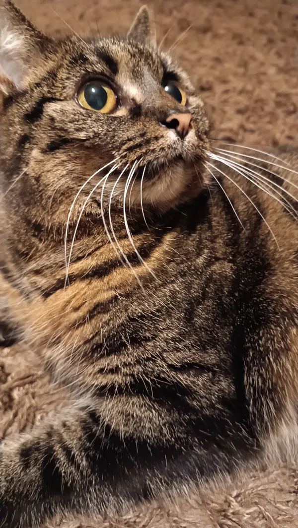 Znaleziono kota, Gdańsk, Ujeścisko - Łostowice, 2 lutego 2025 (2/2)