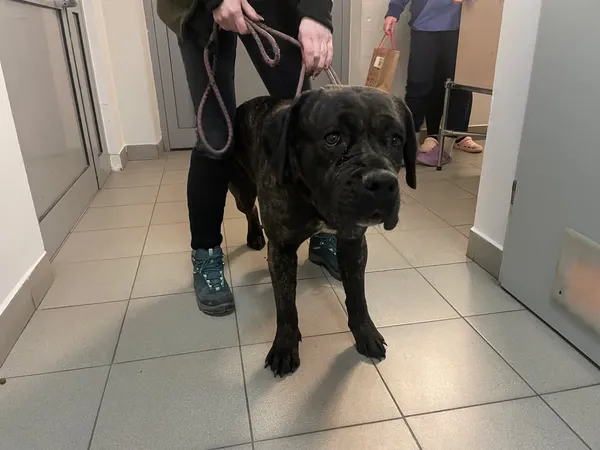 Znaleziono psa, Lublin, 31 stycznia 2025