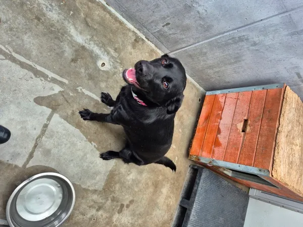 Znaleziono psa, Lublin, 1 lutego 2025