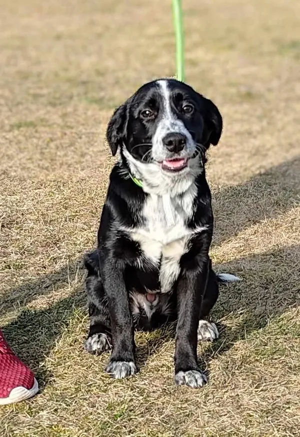 Znaleziono psa, Lublin, 1 lutego 2025