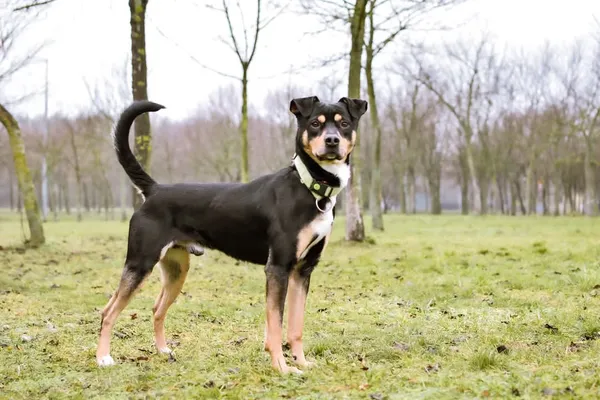 Pies do adopcji, Radom, 2 lutego 2025 (4/5)