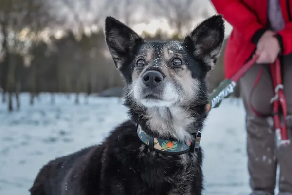 Pies do adopcji, Radom, 2 lutego 2025 (5/5)