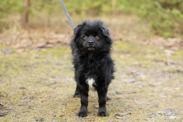 Pies do adopcji, Nowodwór, 2 lutego 2025 (3/5)