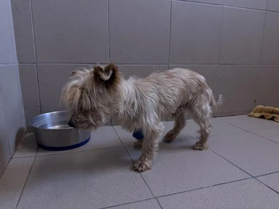 Pies do adopcji, Kraków, 19 stycznia 2025