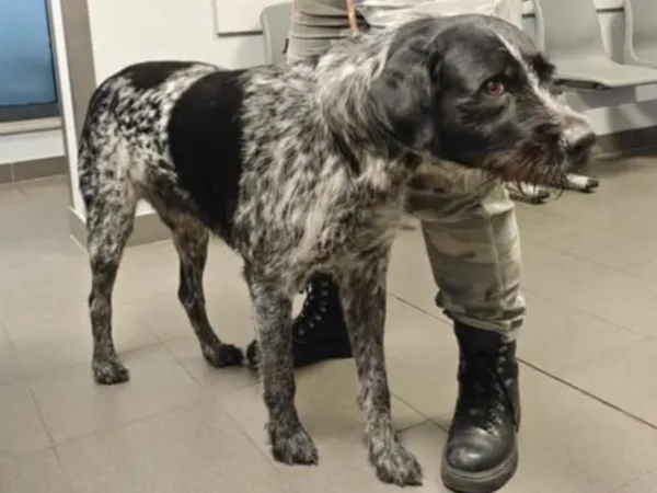 Znaleziono psa, Bydgoszcz, 31 stycznia 2025