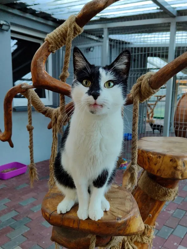 Kot do adopcji, Włocławek, 2 lutego 2025 (1/3)