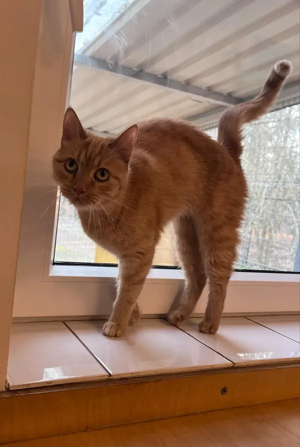 Kot do adopcji, Włocławek, 2 lutego 2025 (1/5)