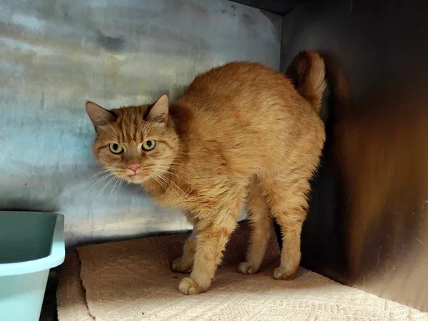 Kot do adopcji, Włocławek, 2 lutego 2025 (2/5)