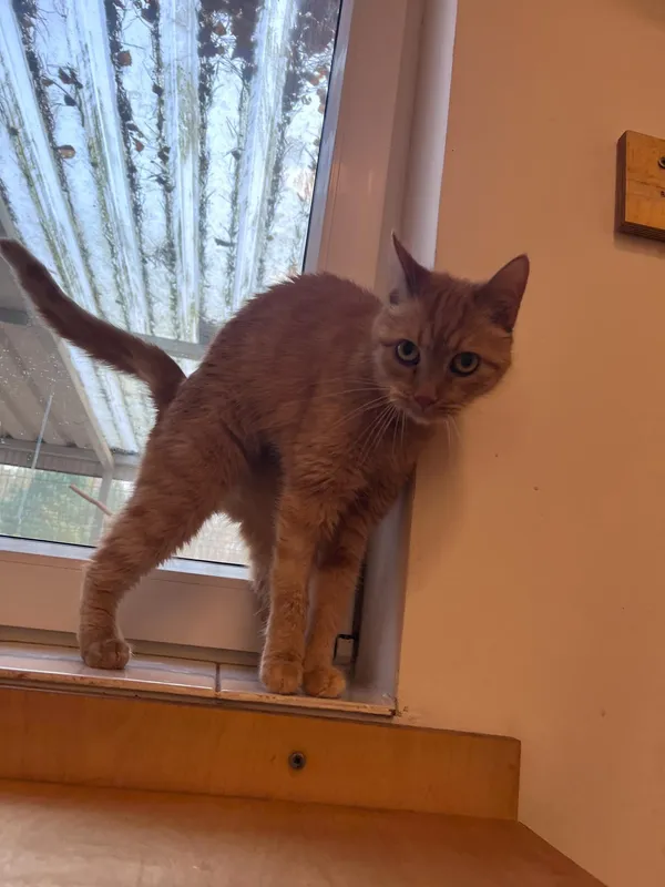 Kot do adopcji, Włocławek, 2 lutego 2025 (3/5)