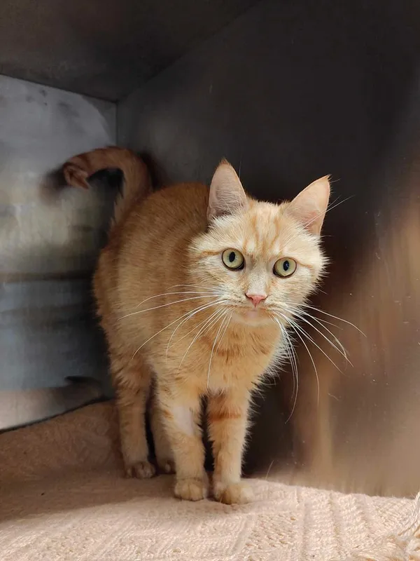 Kot do adopcji, Włocławek, 2 lutego 2025 (4/5)