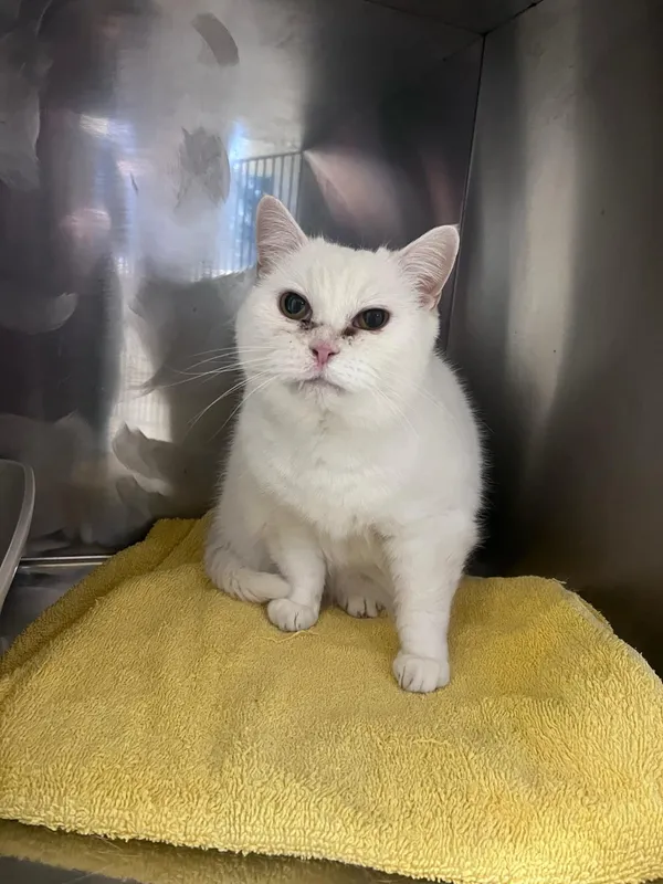 Kot do adopcji, Włocławek, 2 lutego 2025