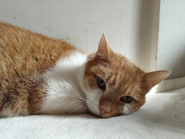 Kot do adopcji, Włocławek, 2 lutego 2025 (2/5)