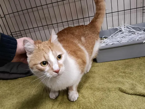 Znaleziono kota, Toruń, 31 stycznia 2025