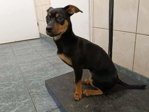 Znaleziono psa, Toruń, 31 stycznia 2025