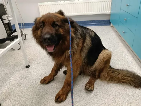 Znaleziono psa, Toruń, 30 stycznia 2025