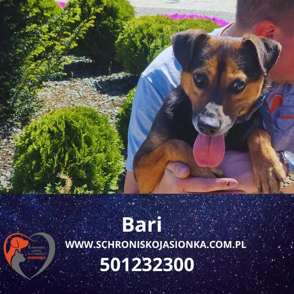 Pies do adopcji, Dębniak, 31 stycznia 2025