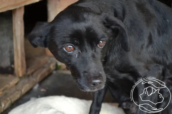 Pies do adopcji, Chełmek, 8 stycznia 2025