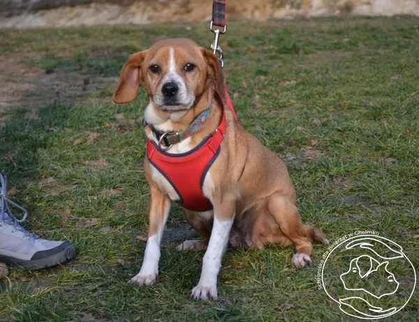 Pies do adopcji, Chełmek, 27 listopada 2024