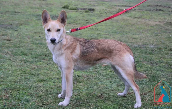 Pies do adopcji, Grudziądz, 22 stycznia 2025