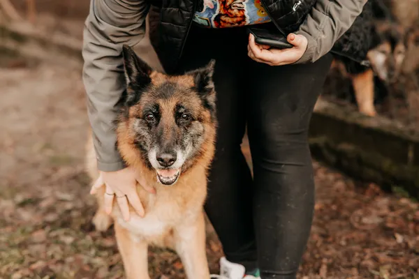 Pies do adopcji, Czartki, 3 lutego 2025 (2/5)