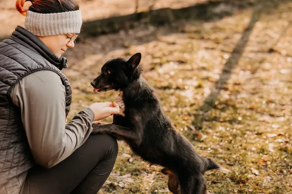 Pies do adopcji, Czartki, 3 lutego 2025 (1/5)