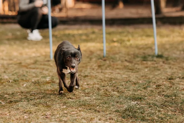 Pies do adopcji, Czartki, 3 lutego 2025 (2/5)