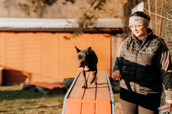 Pies do adopcji, Czartki, 3 lutego 2025 (5/5)