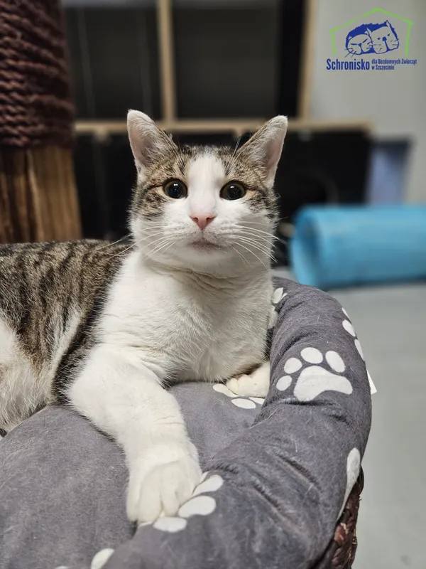Kot do adopcji, Szczecin, 3 sierpnia 2024
