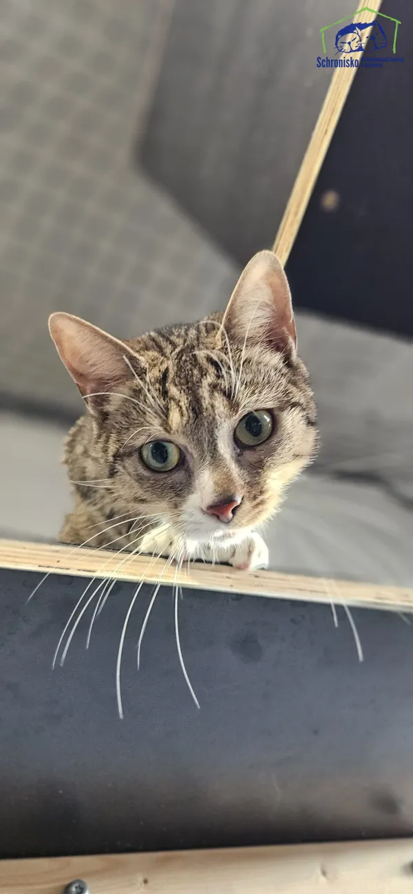 Kot do adopcji, Szczecin, 14 listopada 2024