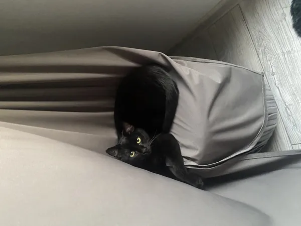 Zaginął kot, Łódź, 3 lutego 2025