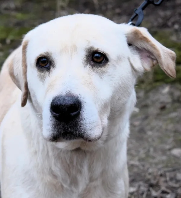 Znaleziono psa, Pieckowo, 3 lutego 2025 (1/5)