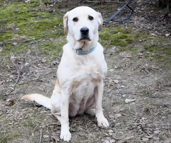 Znaleziono psa, Pieckowo, 3 lutego 2025 (2/5)