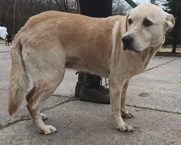 Znaleziono psa, Pieckowo, 3 lutego 2025 (4/5)