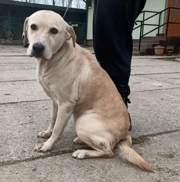 Znaleziono psa, Pieckowo, 3 lutego 2025 (5/5)