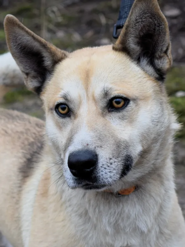 Znaleziono psa, Pieckowo, 3 lutego 2025 (1/5)