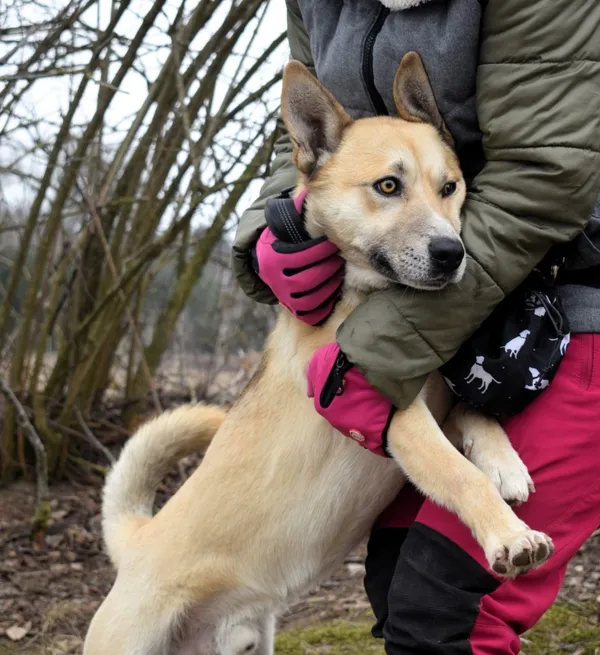 Znaleziono psa, Pieckowo, 3 lutego 2025 (2/5)
