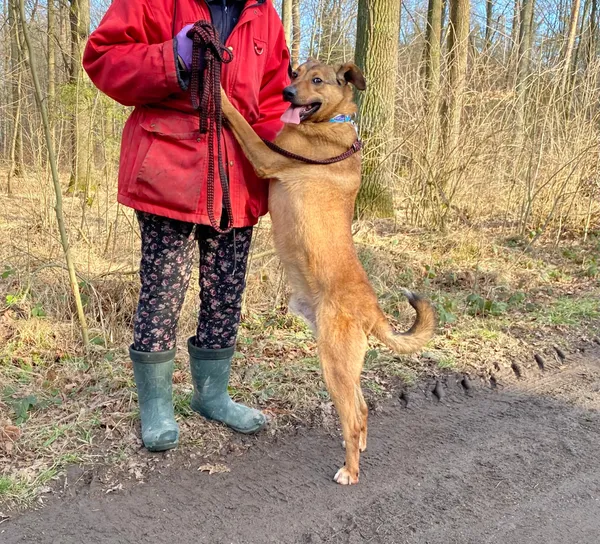 Pies do adopcji, gmina Platerówka, 3 lutego 2025 (2/4)