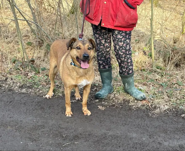 Pies do adopcji, gmina Platerówka, 3 lutego 2025 (3/4)