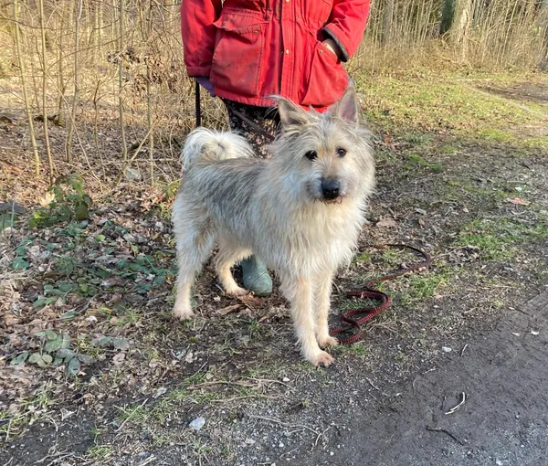 Pies do adopcji, gmina Platerówka, 3 lutego 2025 (1/4)