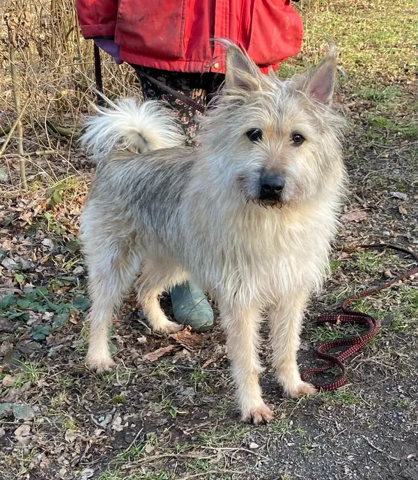 Pies do adopcji, gmina Platerówka, 3 lutego 2025 (3/4)