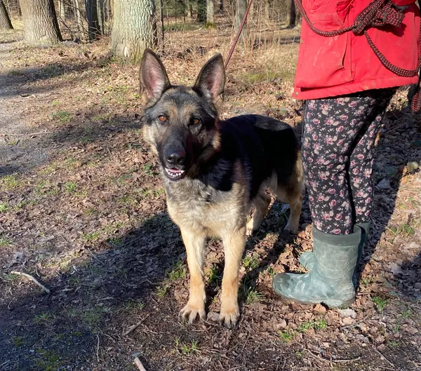 Pies do adopcji, gmina Platerówka, 3 lutego 2025 (1/5)