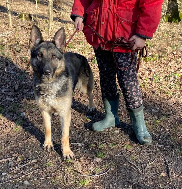 Pies do adopcji, gmina Platerówka, 3 lutego 2025 (2/5)