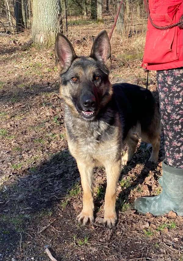 Pies do adopcji, gmina Platerówka, 3 lutego 2025 (5/5)