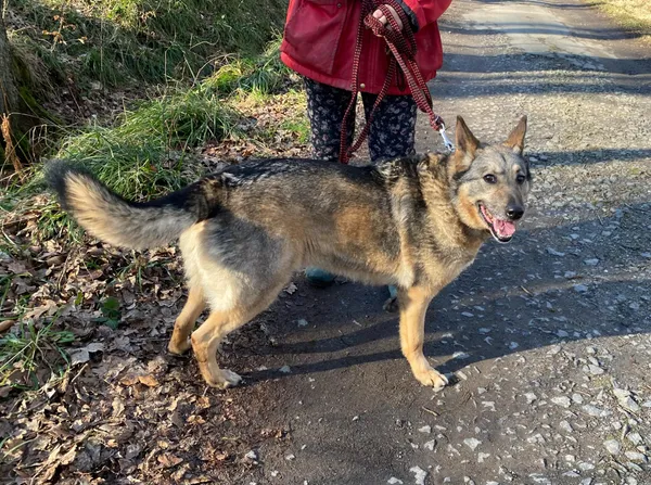 Pies do adopcji, gmina Platerówka, 3 lutego 2025 (3/5)