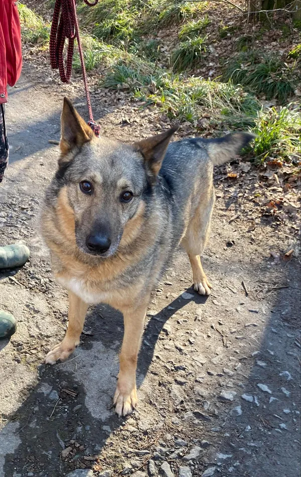 Pies do adopcji, gmina Platerówka, 3 lutego 2025 (4/5)