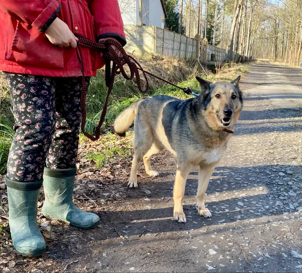 Pies do adopcji, gmina Platerówka, 3 lutego 2025 (5/5)