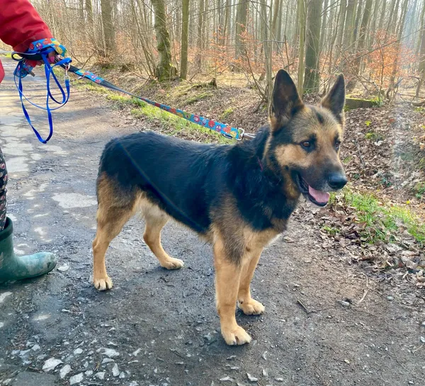 Pies do adopcji, gmina Platerówka, 3 lutego 2025 (2/5)