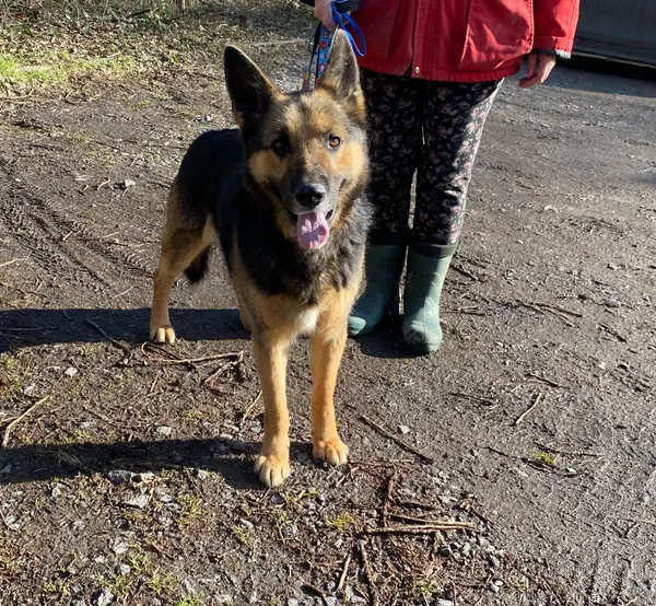 Pies do adopcji, gmina Platerówka, 3 lutego 2025 (3/5)